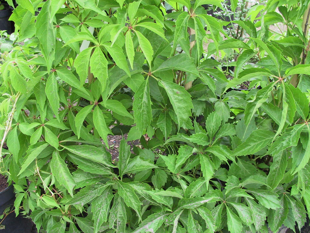 Parthenocissus quinquefolia Engelmannii - Blattwerk.jpg